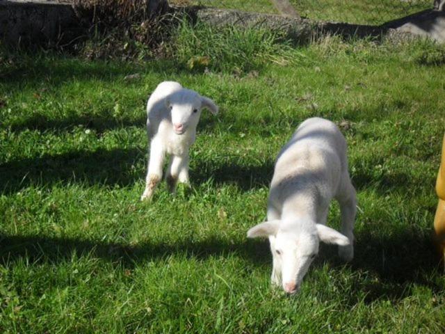 Gite A La Ferme Montesquieu-Avantes Buitenkant foto